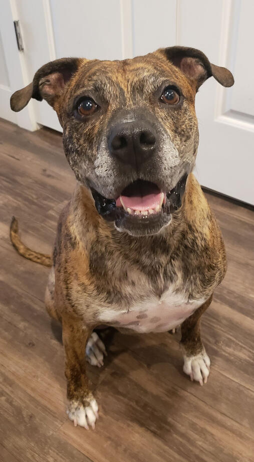 Penny smiling, our brindle boxer-mix